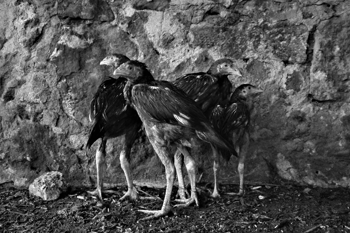 Bir hazin hikâye / lensler konuşabilseydi
